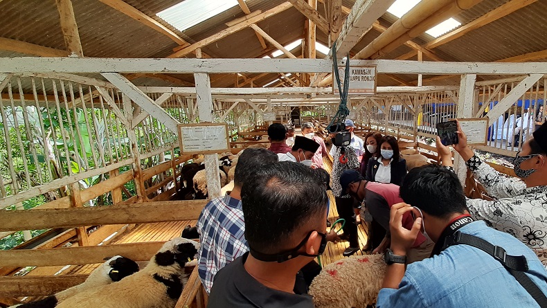 pengembangan domba garut2 Menteri Koperasi dan UMKM Teten Masduki dan Ketua IKA Unpad Irawati Hermawan saat panen domba Garut di Ponpes Nurul Hidayah, Desa Cinta, Kecamatan Karangtengah, Garut, Sabtu (19/12/2020). (Foto: iNews/Ii Solihin)