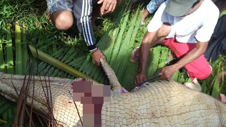 warga tangkap buaya Buaya seberat 250 kilogram yang dijerat warga Mentawai, Sumbar (Rus Akbar/iNews)