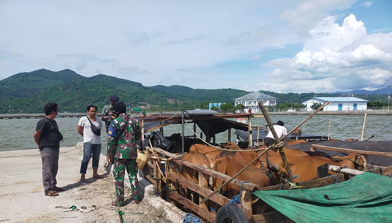 Dua Kapal Bermuatan 92 Sapi asal Flores Diamankan TNI AL 