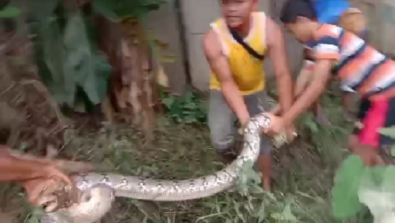 Ngeri King Cobra 3 Meter Sembunyi Di Plafon Rumah Warga Cilegon