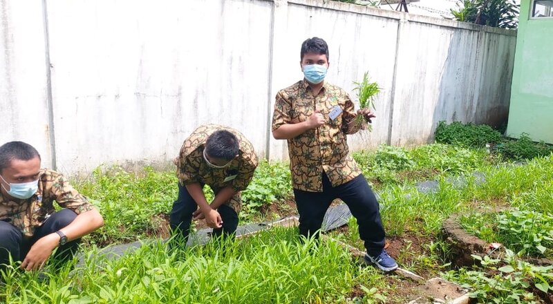 21 Hari Bercocok Tanam, Penyandang Disabilitas Balai Ciungwanara Sukses Panen Kangkung
