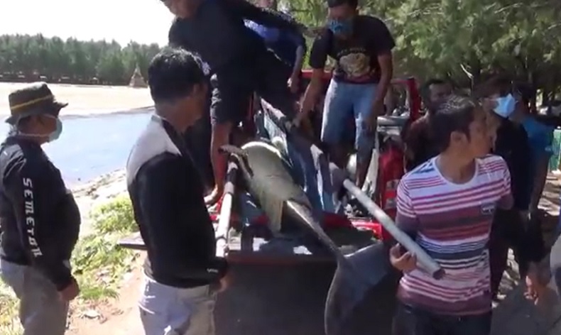 BKSDA dan Relawan Satwa mengevakuasi tujuh ekor lumba-lumba hidung botol dari Pantai Mertasari, Bali. (Foto: iNews/Aris Wiyanto)
