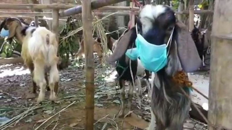 Bolehkah Aqiqah Bersamaan dengan Qurban? Begini Menurut Ulama