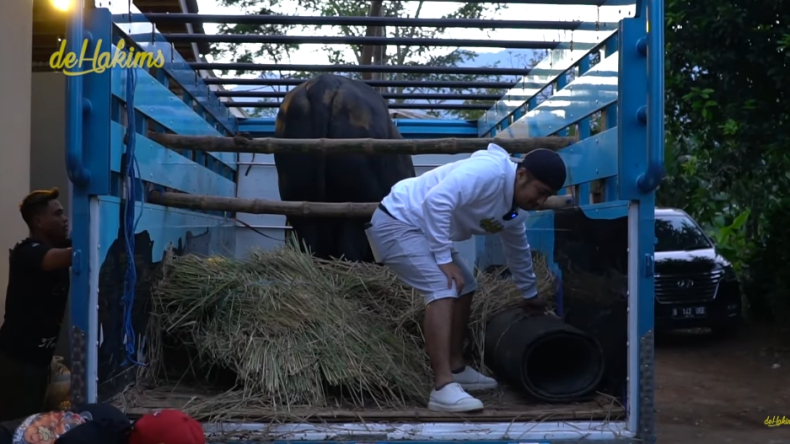 Grandong, Sapi Hitam 1,3 Ton Ini Bikin Irfan Hakim Bolak-Balik Takjub
