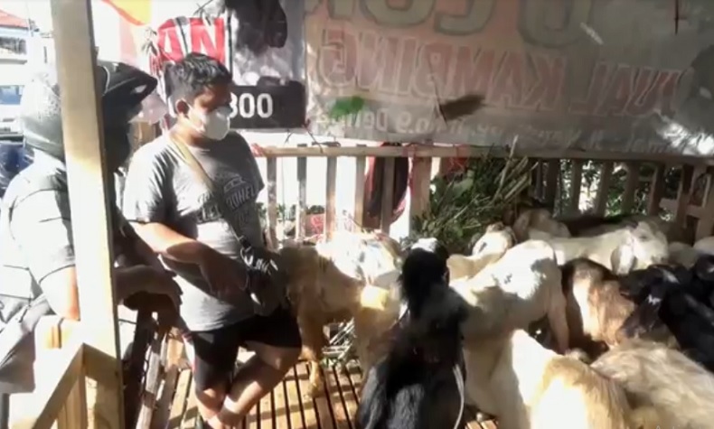 Pedagang hewan kurban di Denpasar, Bali beralih menggunakan media sosial akibat PPKM darurat. (Foto: iNews/Indira Arri)