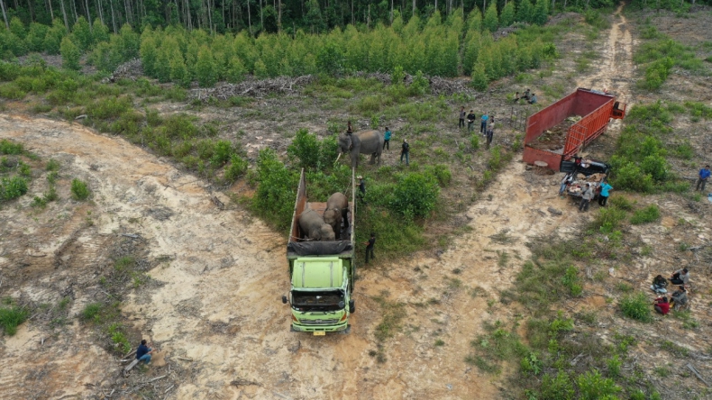 Evakuasi gajah liar bernama Kaesang di Riau Evakuasi gajah liar bernama Kaesang dan Dodo dengan bantuan gajah latih (FOTO/BBKSDA Riau)