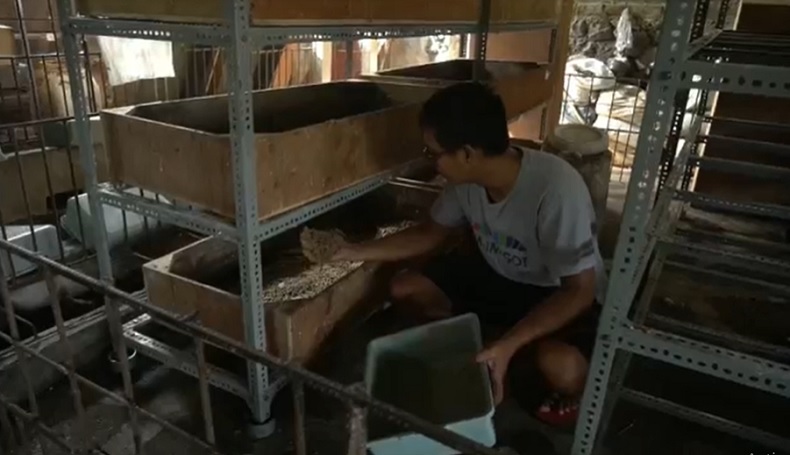 Budi daya maggot1 Yohanes banting setir budi daya larva lalat (maggot) hingga meraup untung jutaan rupiah per bulan. (Foto: iNews/Indira Arri)