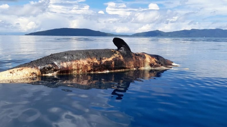 Bangkai Hiu Paus di Raja Ampat Dievakuasi, lalu Dibiarkan Membusuk