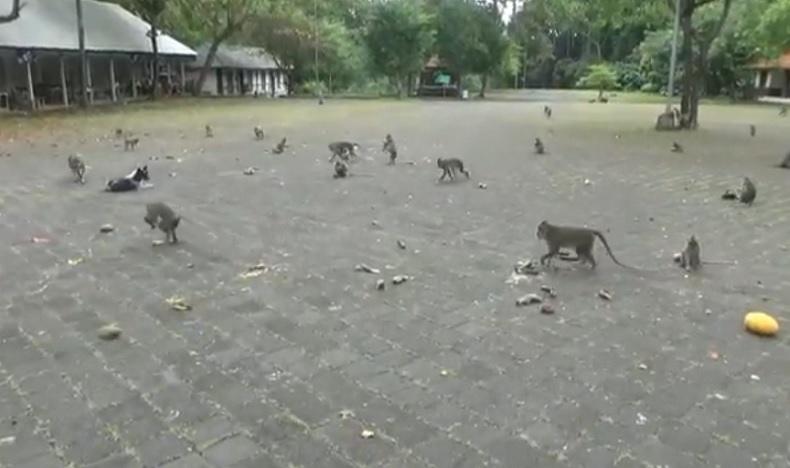 Sangeh bali2 Monyet di objek wisata Sangeh, Bali. (Foto: iNews/Bagus Alit)