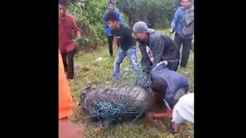 Babi Hutan-1 Babi hutan di pinggir Jalan Raya Lintas Sumatra Padang-Solok ditangkap (Budi Sunandar/MNC Portal)