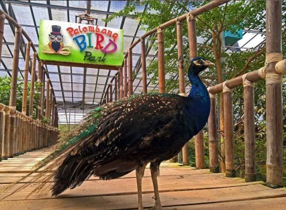 Palembang Bird Park di Palembang. (Foto: Instagram)