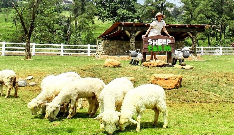 Cimory Dairyland Salah satu wahanan di Cimory Dairyland sangat cocok menjadi tempat wisata bagi keluarga. (Foto: Instagram/@cimorydairyland)