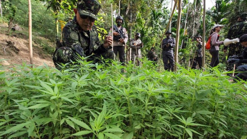 Badan Narkotika Nasional (BNN) menemukan ladang ganja seluas empat hektare di Dusun Cot Lawatu, Desa Sawang, Kecamatan Sawang (Antara)