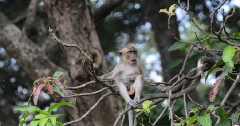 Taman Wisata Hutan Kera Wisata Hutan Kera (Foto: Istimewa)