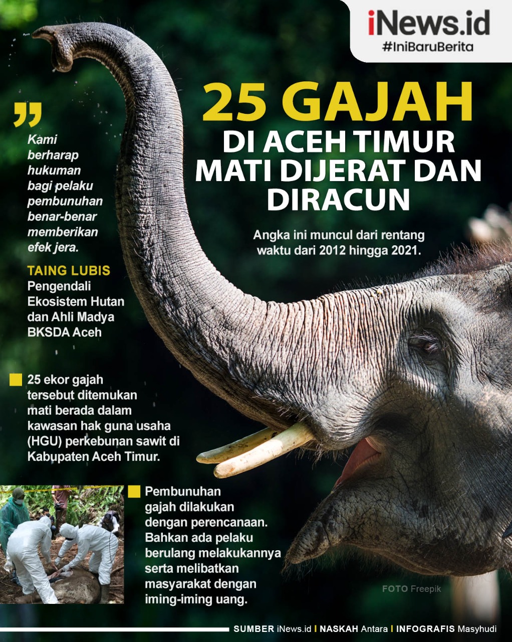 Infografis 25 gajah di Aceh Timur Mati karena dijerat dan diracun (Infografis: Masyhudi)