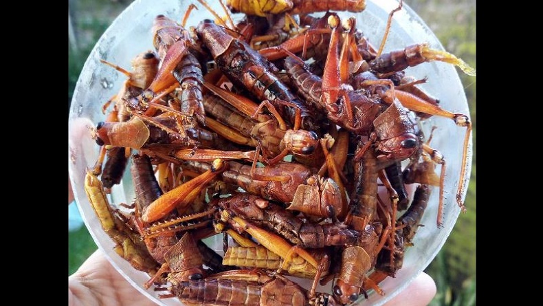 10 Kuliner Unik di Jogja, Ada Makanan Ekstrem Belalang Goreng 