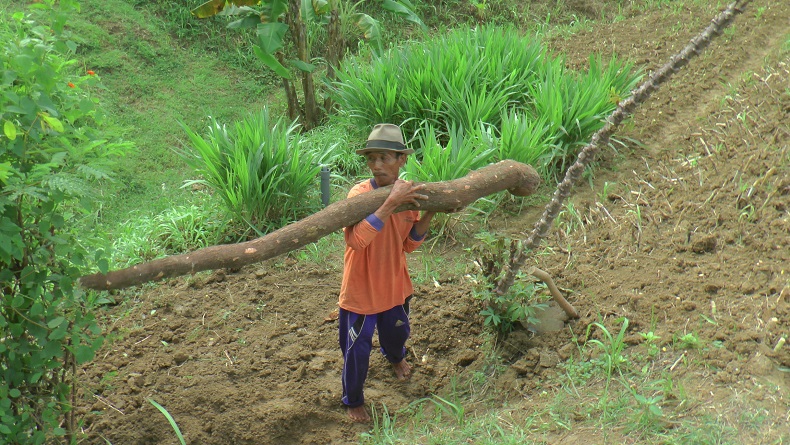 ketela jumbo rembang Ketela super jumbo yang ditemukan di Desa Waru, Kabupaten Rembang dengan Panjang sekitar 2,6 meter. Foto: iNews/Musyafa Musa.