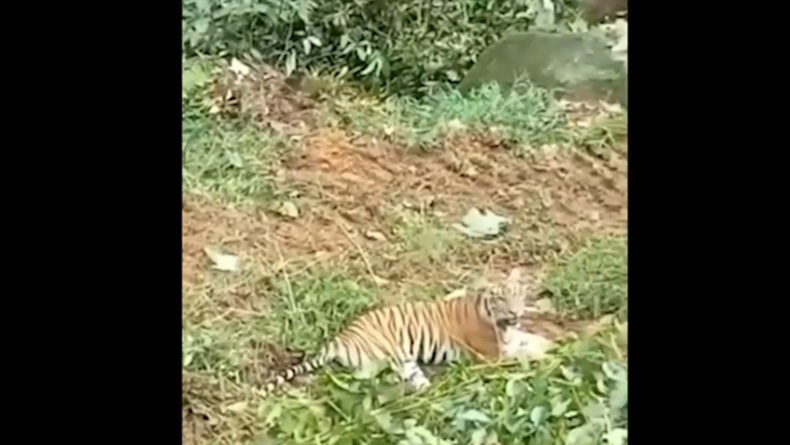 Harimau Sumatera mengadang ekskavator saat pembukaan lahan di Pasaman Barat, Sumbar (Budi Sunandar/MNC Portal)