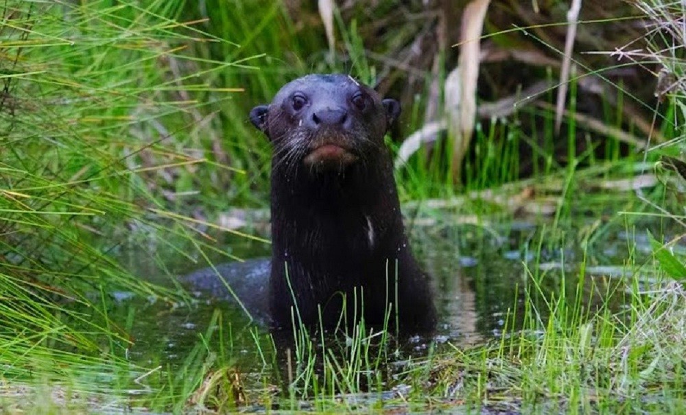 Berang-berang besar alias giant otter dari Amazon. (Foto: Reuters)