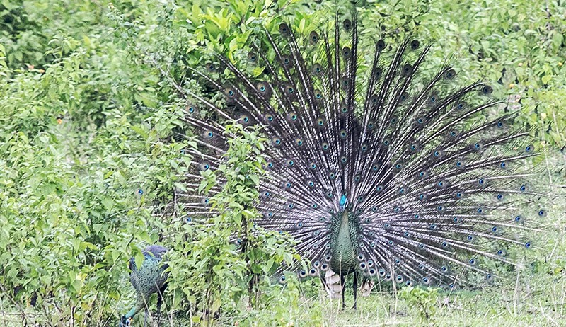 5 Burung Paling Berbahaya Di Dunia Bisa Membunuh Manusia