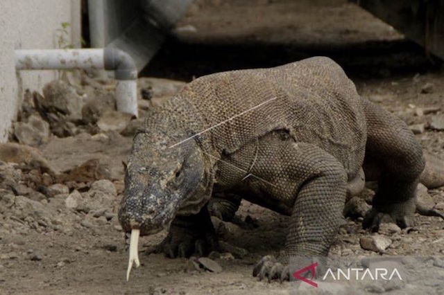 Komodo merupakan hewan purba yang hanya bisa ditemukan di Indonesia (Foto : ANTARA)