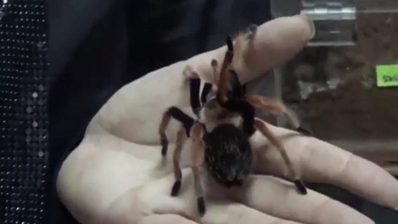 Tarantula koleksi Ming Cu. (FOTO: iNews/ERVAN DAVID)