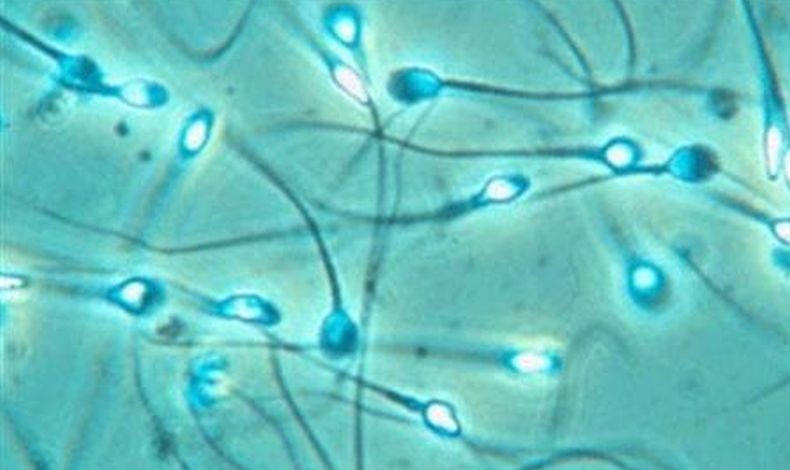 11 Cara Meningkatkan Kualitas Sperma Pria agar Semakin Subur, Bisa Rutin Berhubungan Intim
