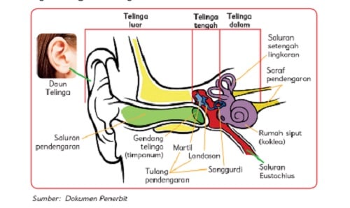 Bagian-bagian Telinga Dan Fungsinya, Ini Ulasan Lengkap Dengan Gambarnya