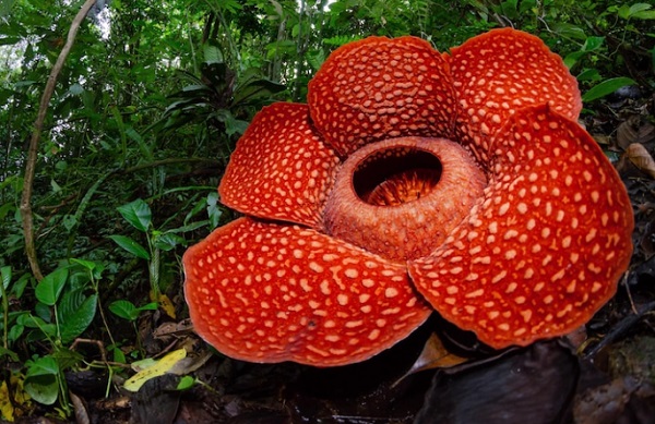 Bunga Rafflesia. (Freepik)