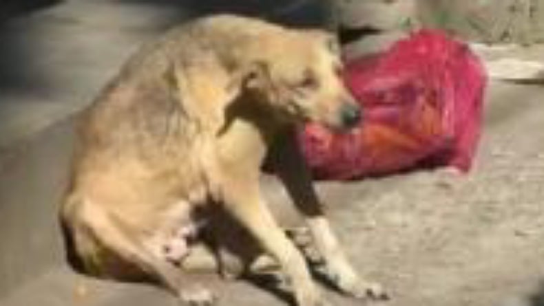 Semalam Mimpi Digigit Anjing, Ini Penjelasannya