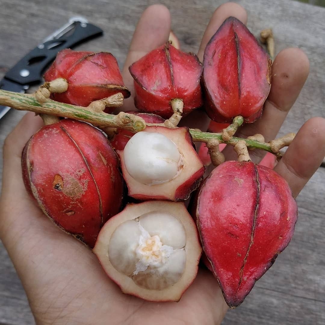 Buah Khas Kalimantan Yang Mulai Langka Ada Yang Mirip Nangka 8873