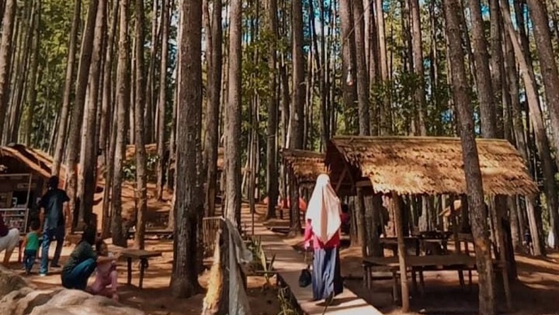 Hutan Pinus Rahong Pangalengan. (FOTO: ISTIMEWA/INSTAGRAM)