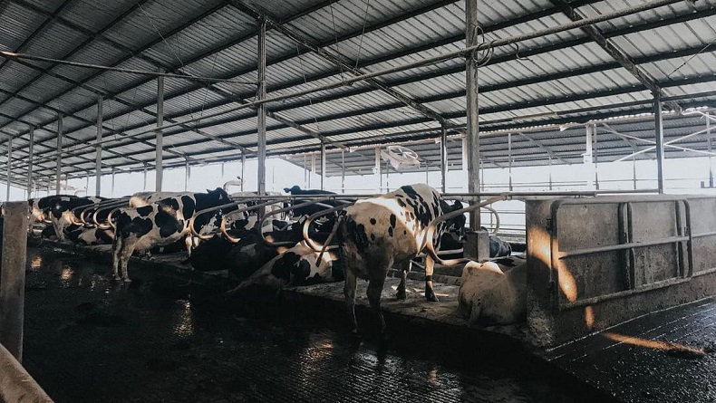 Peternakan sapi perah Pangalengan. (FOTO: ISTIMEWA/INSTAGRAM)
