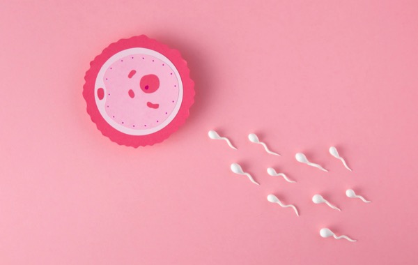 Proses Menstruasi Secara Singkat Pada Wanita Ini 3 Fase Utamanya