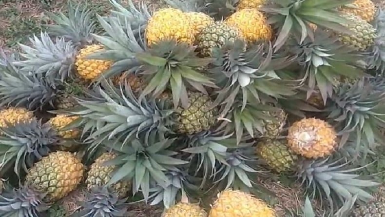 6 Daerah Penghasil Durian Di Pulau Jawa, Nomor 5 Hanya Ada Satu Di ...