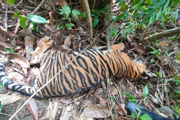 harimau_sumatera_mati_diracun harimau_sumatera_mati_diracun