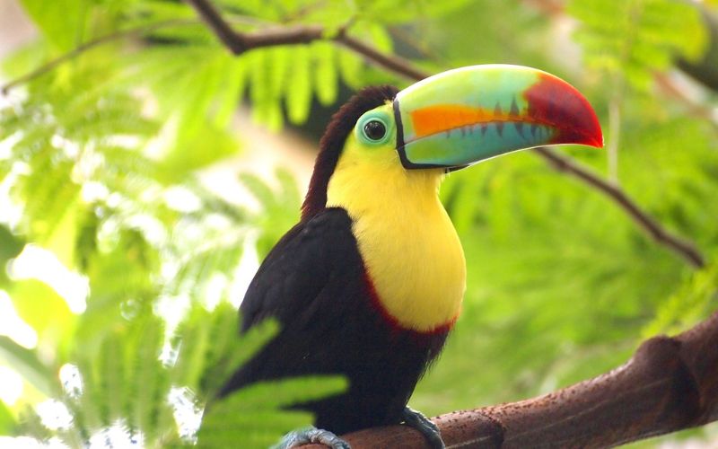 Toucan.