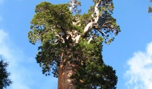 Pohon General Grant (Foto: Taman Nasional California)