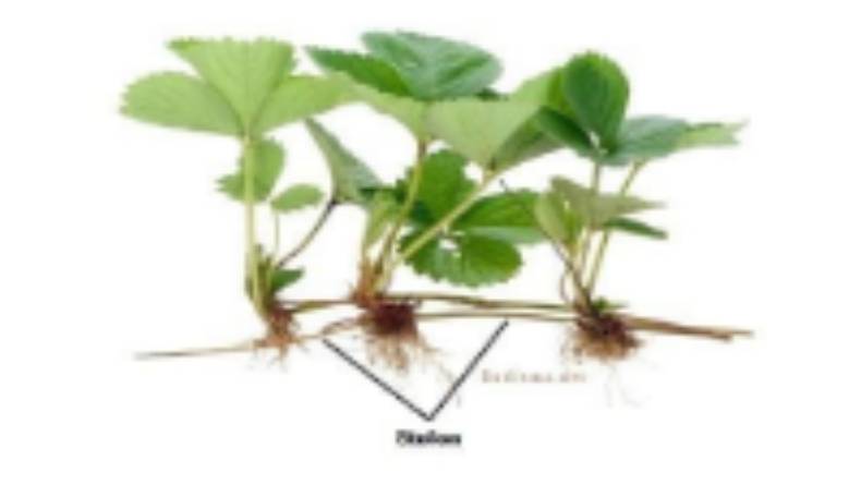 gambar perkembangbiakan pada tanaman