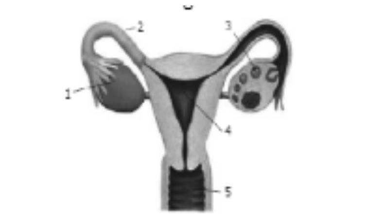 Organ penghasil sel telur