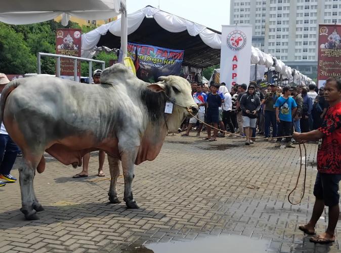 Dalam Kontes dan Expo Sapi APPSI di Jakarta juga diadakan lelang sapi yang ditawarkan langsung kepada pengunjung dengan harga yang bervariasi. (Foto: Jack Newa/iNews Media Group)