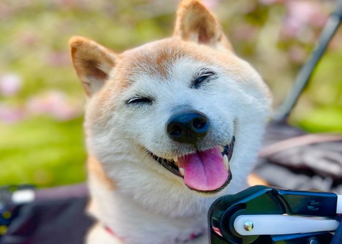 Anjing jenis Shiba Inu yang wajahnya digunakan sebagai ikon mata uang kripto Dogecoin, Kabosu. (Foto: @Instagram @kabosumama)