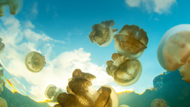Danau Kakaban di Kepulauan Derawan, Kalimantan Timur merupakan danau unik yang terkenal dengan populasi ubur-ubur tanpa sengat yang melimpah. (Foto: Dok. Kemlu).