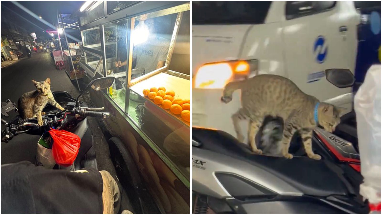 Kucing hilang, suka naik motor