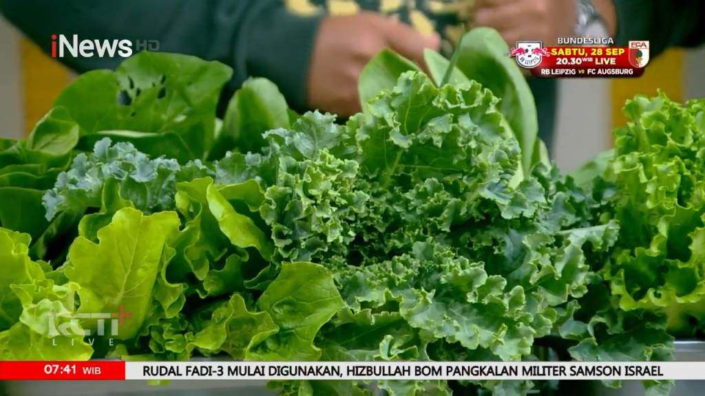 Sayuran hidroponik diklaim lebih sehat, karena minum senyawa kimia. (Foto: iNews TV)