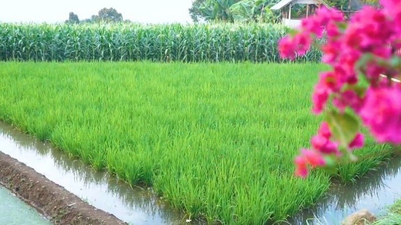 Desa Wisata Mina Padi, Desa Sukajadi Bogor. (Foto: Melda Husni Lubis).