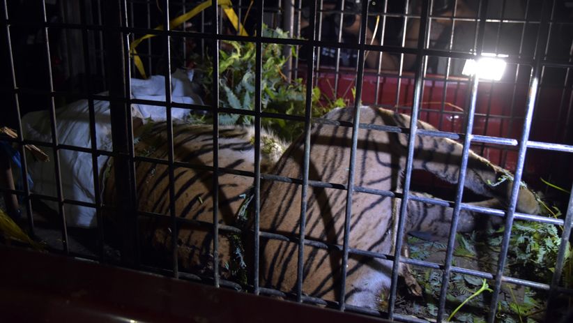 27 Harimau 2 Harimau saat ditangkap (Antara).
