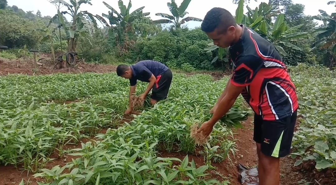 Panen Prajurit Yonif 320 Sulap Lahan Seluas 4 Hektar Jadi Kebun Sayuran