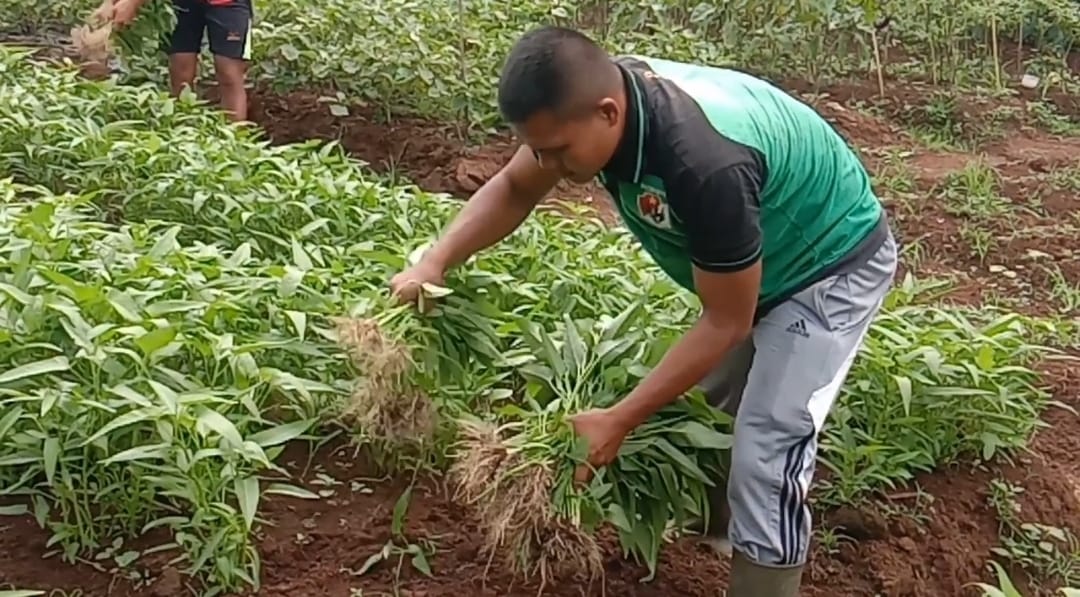 Panen Prajurit Yonif 320 Sulap Lahan Seluas 4 Hektar Jadi Kebun Sayuran