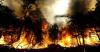 Hutan di Ponorogo Terbakar, 1 Orang Tewas Diduga Terjebak Api